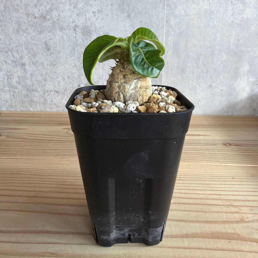 パキポディウムウィンゾリー 国内実生株