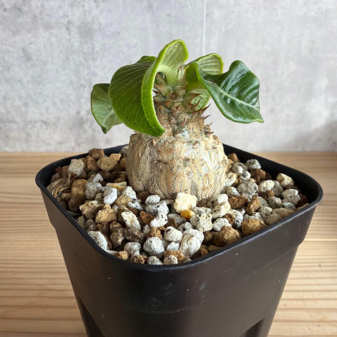 パキポディウムウィンゾリー 国内実生株