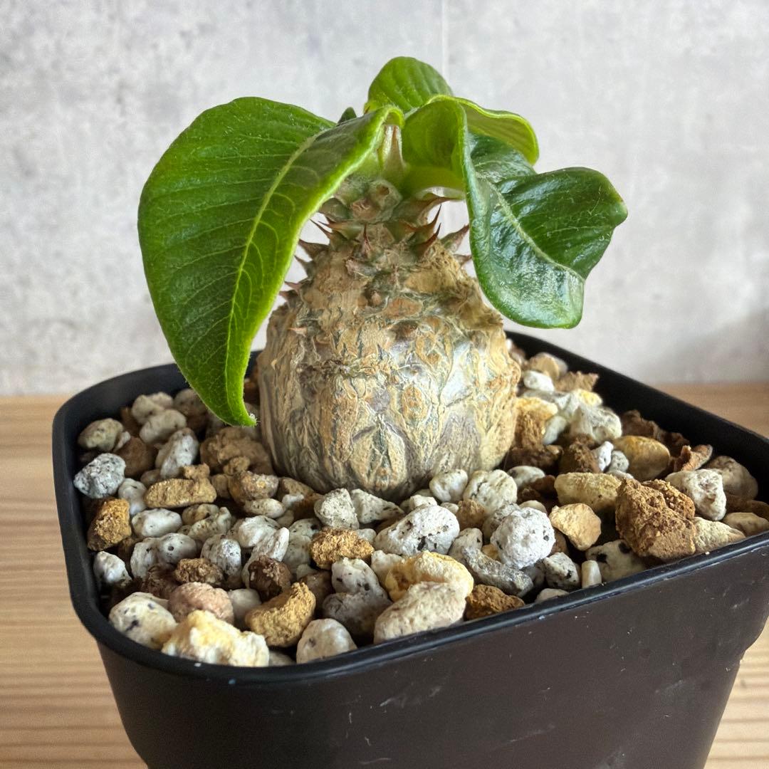 パキポディウムウィンゾリー 国内実生株