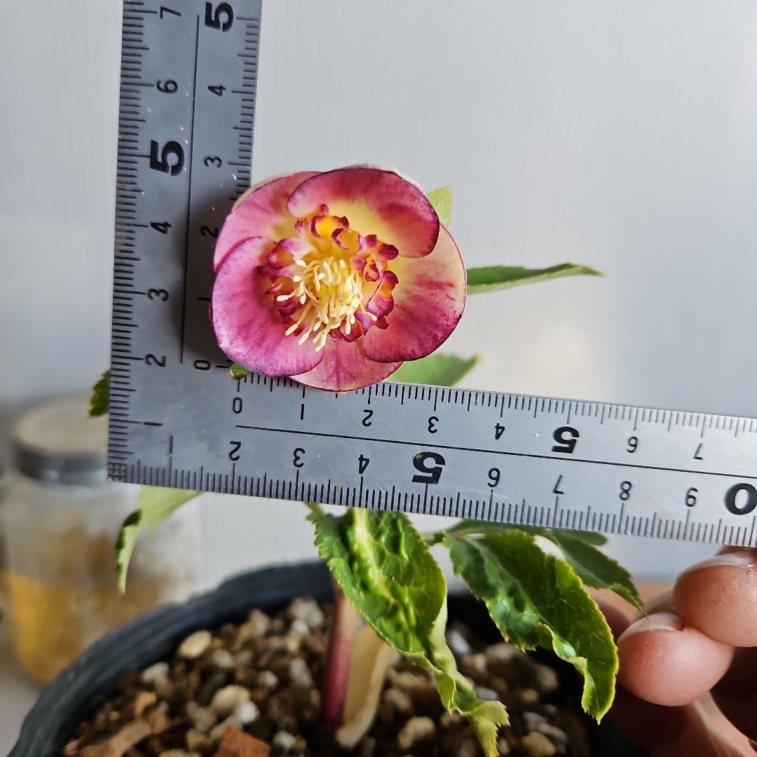 K.様ご購入苗㉖-26㉖-27クリスマスローズ