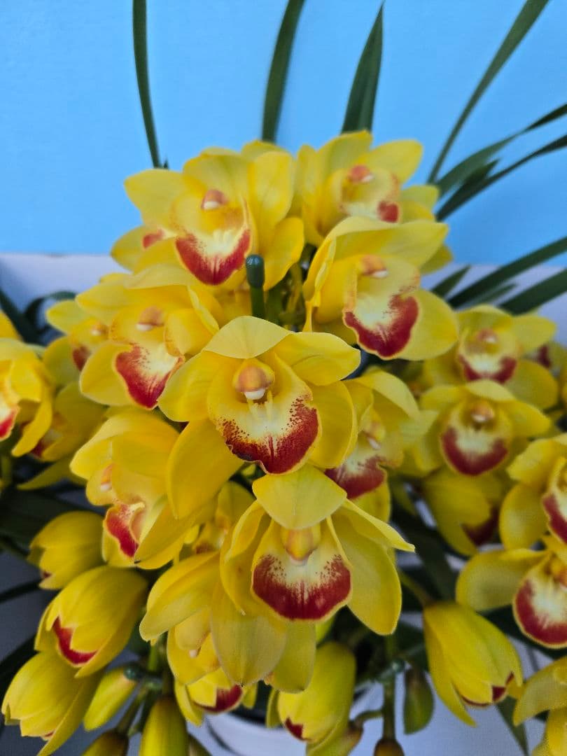 ☆シンビジューム☆ＣＹＭ　ファラオ☆陶器7号鉢☆5F☆