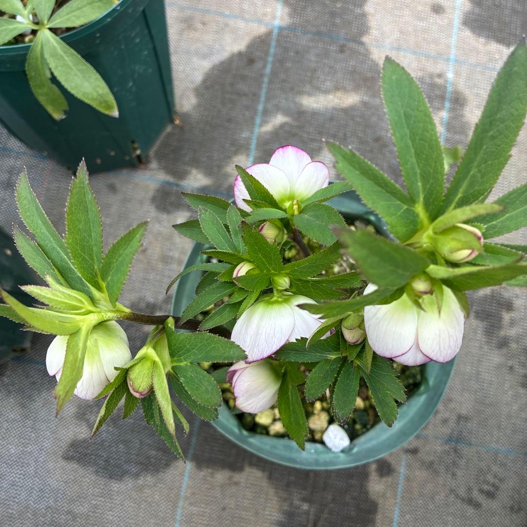 クリスマスローズ　小輪ピンクグラデーション　6寸