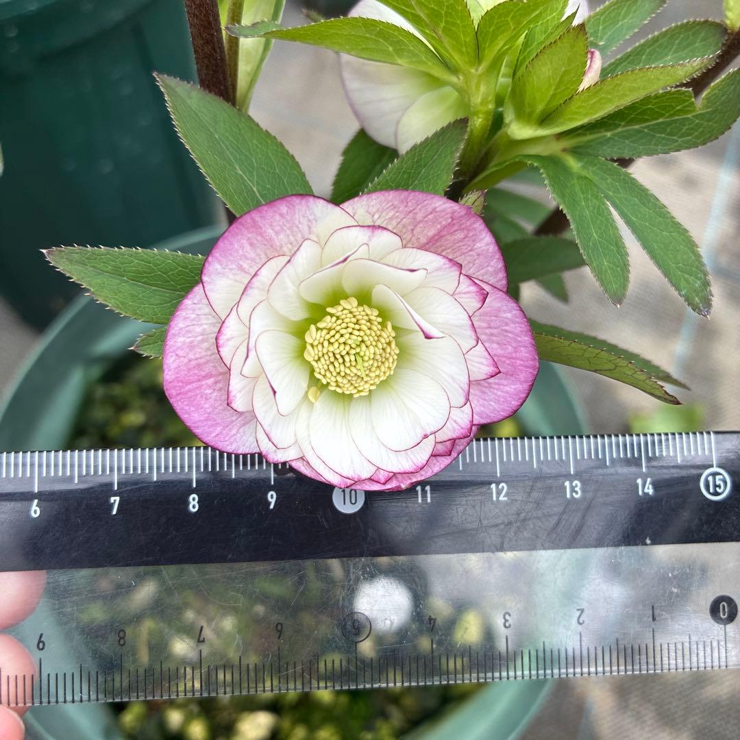 クリスマスローズ　小輪ピンクグラデーション　6寸