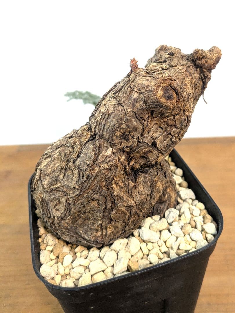 ペラルゴニウム トリステ 現地株 発根済 冬型 塊根植物