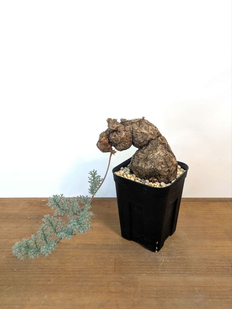 ペラルゴニウム トリステ 現地株 発根済 冬型 塊根植物