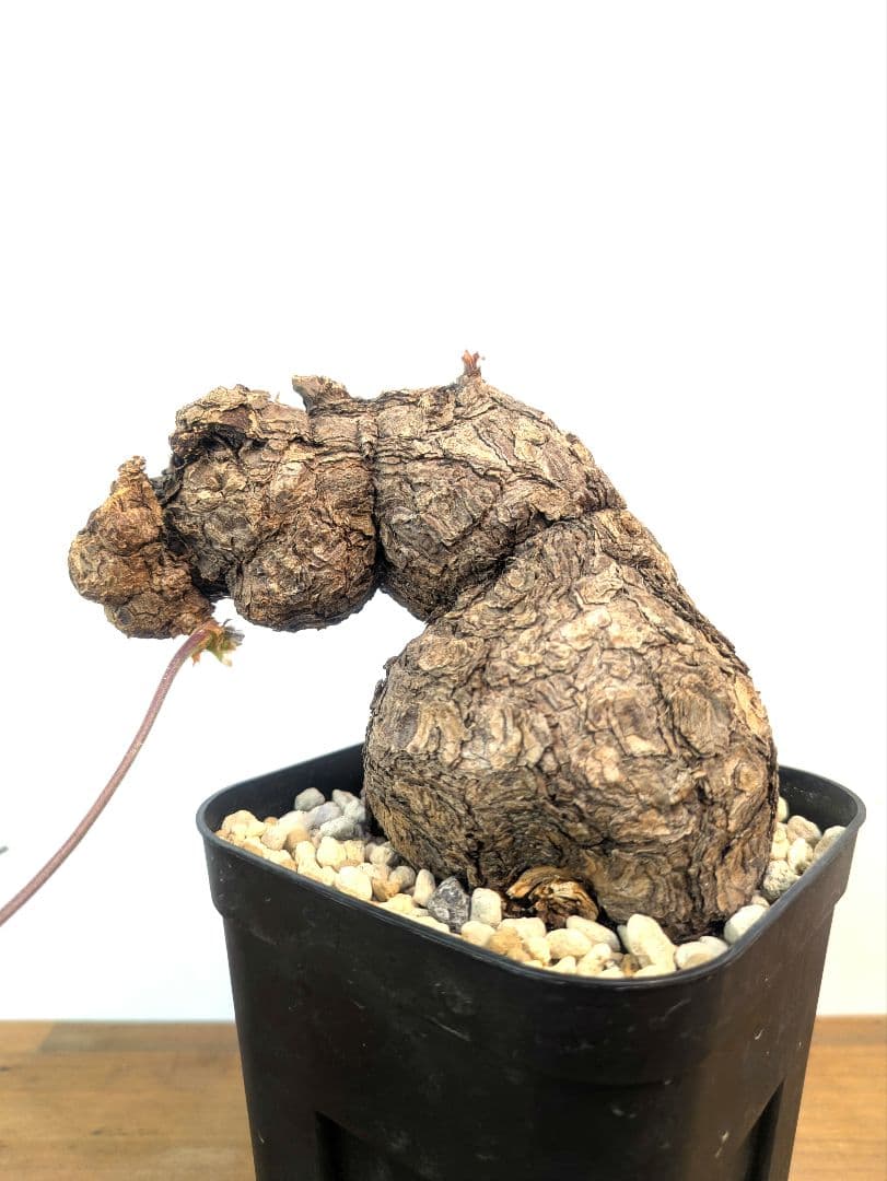 ペラルゴニウム トリステ 現地株 発根済 冬型 塊根植物