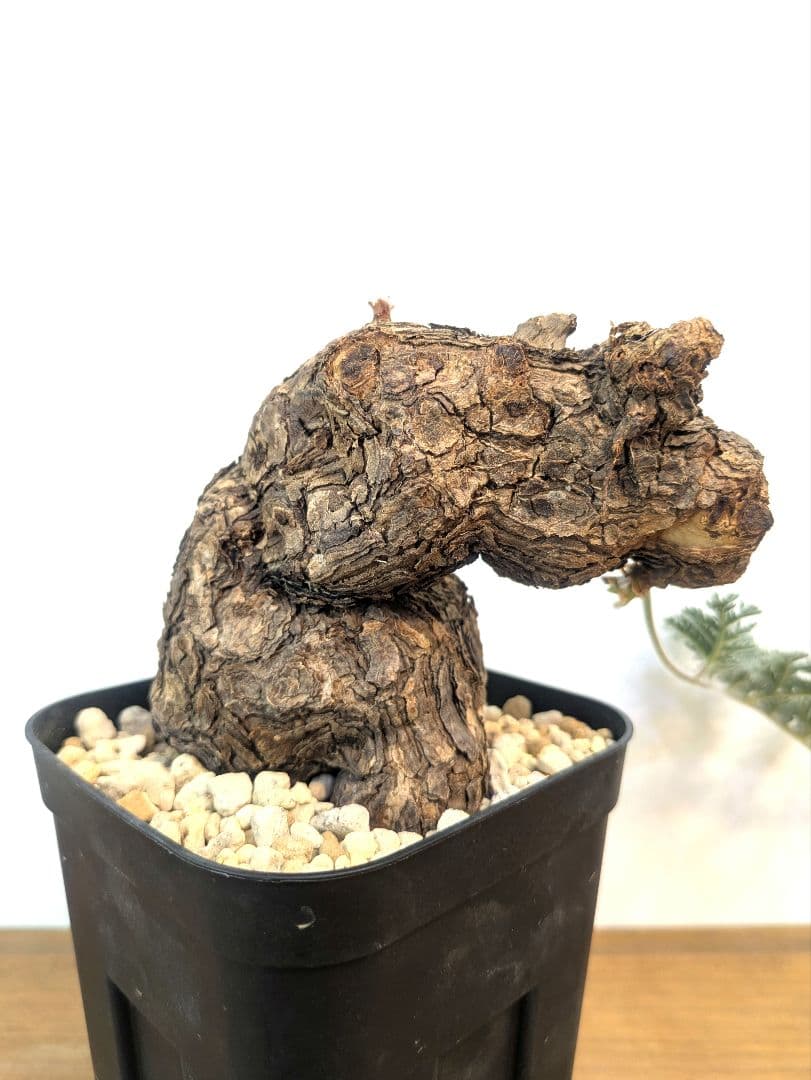 ペラルゴニウム トリステ 現地株 発根済 冬型 塊根植物