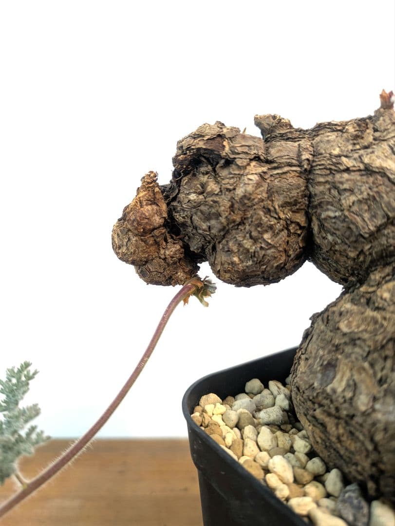 ペラルゴニウム トリステ 現地株 発根済 冬型 塊根植物