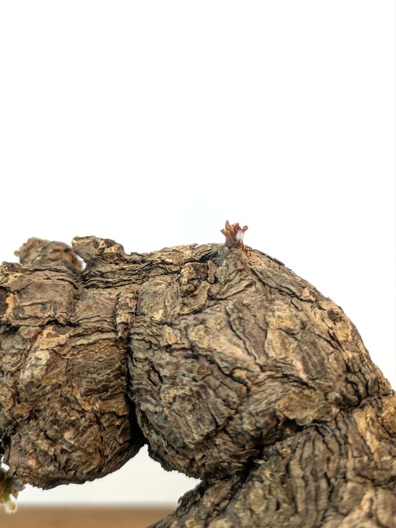 ペラルゴニウム トリステ 現地株 発根済 冬型 塊根植物