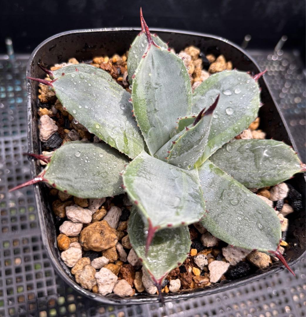 メルカリ便発送‼︎　パリー　ボーダーガード　鉢付き発送‼︎