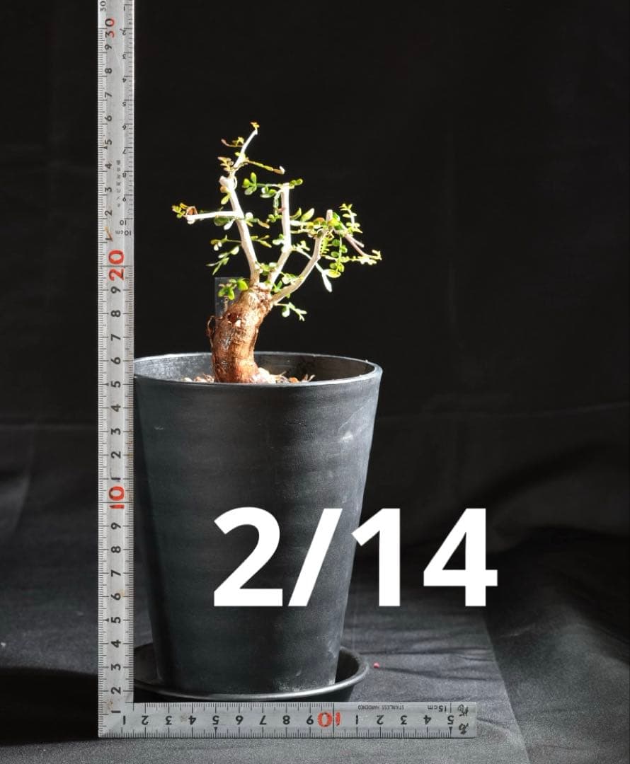 オペルクリカリアパキプス　【根挿し2年目】管理No.A