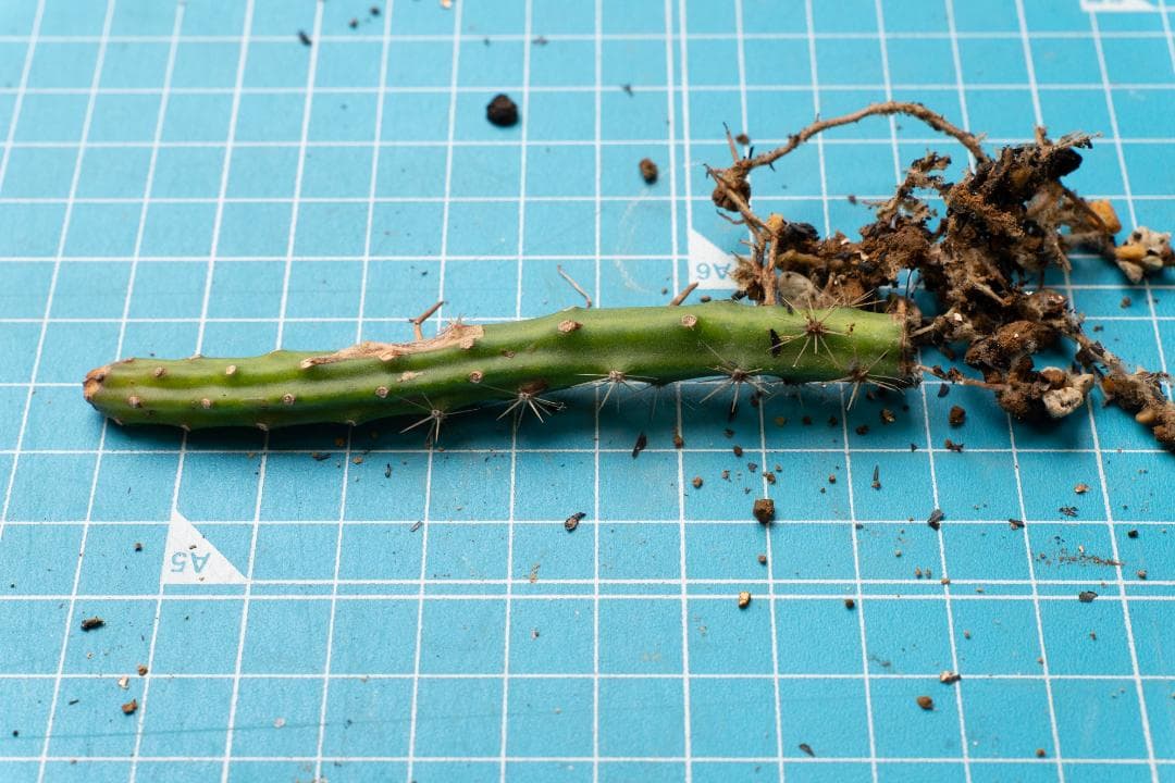 クジャクサボテン セレニケレウス　ヴァガンス 月下美人