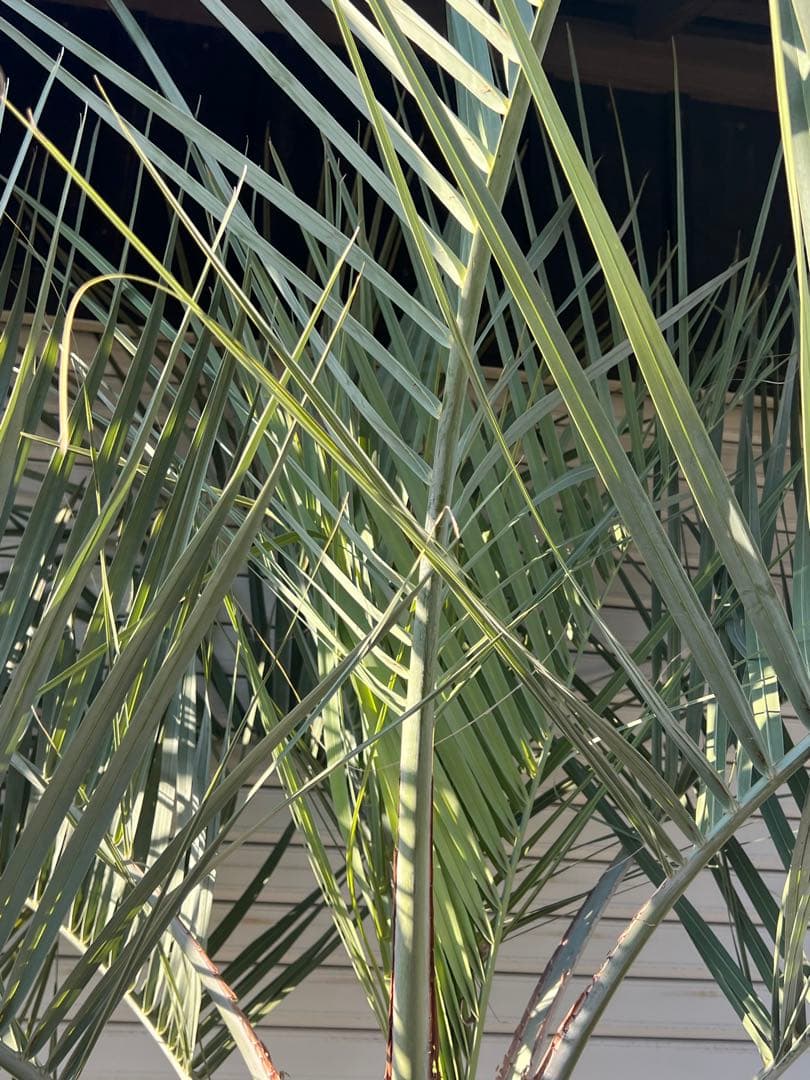 ココスヤシ　極太シルバーリーフ　ヤシの木　カルフォルニアスタイル　送料込み価格