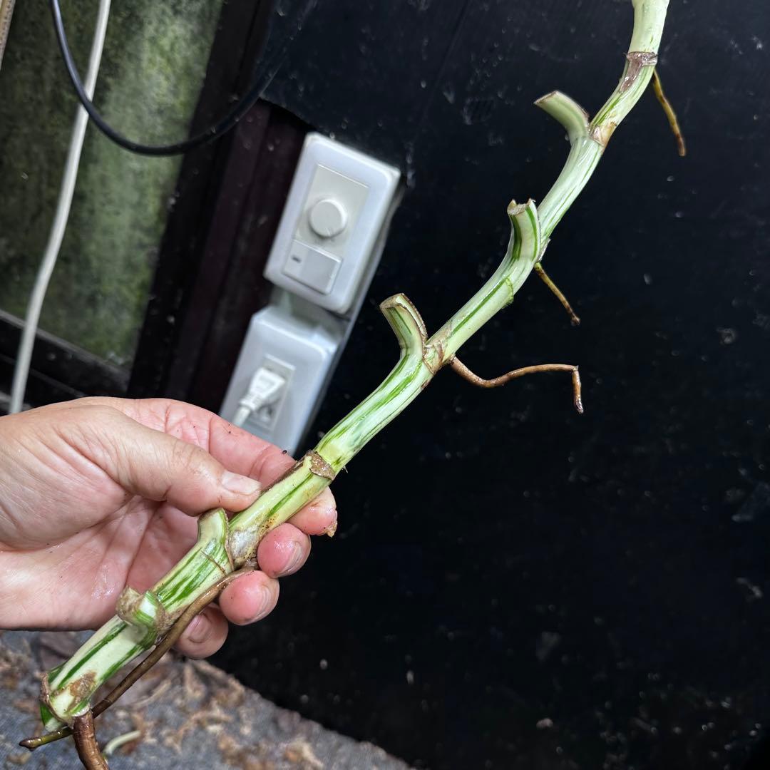 ゴ*ー様 斑入りモンステラホワイトタイガー大茎5株おまとめ