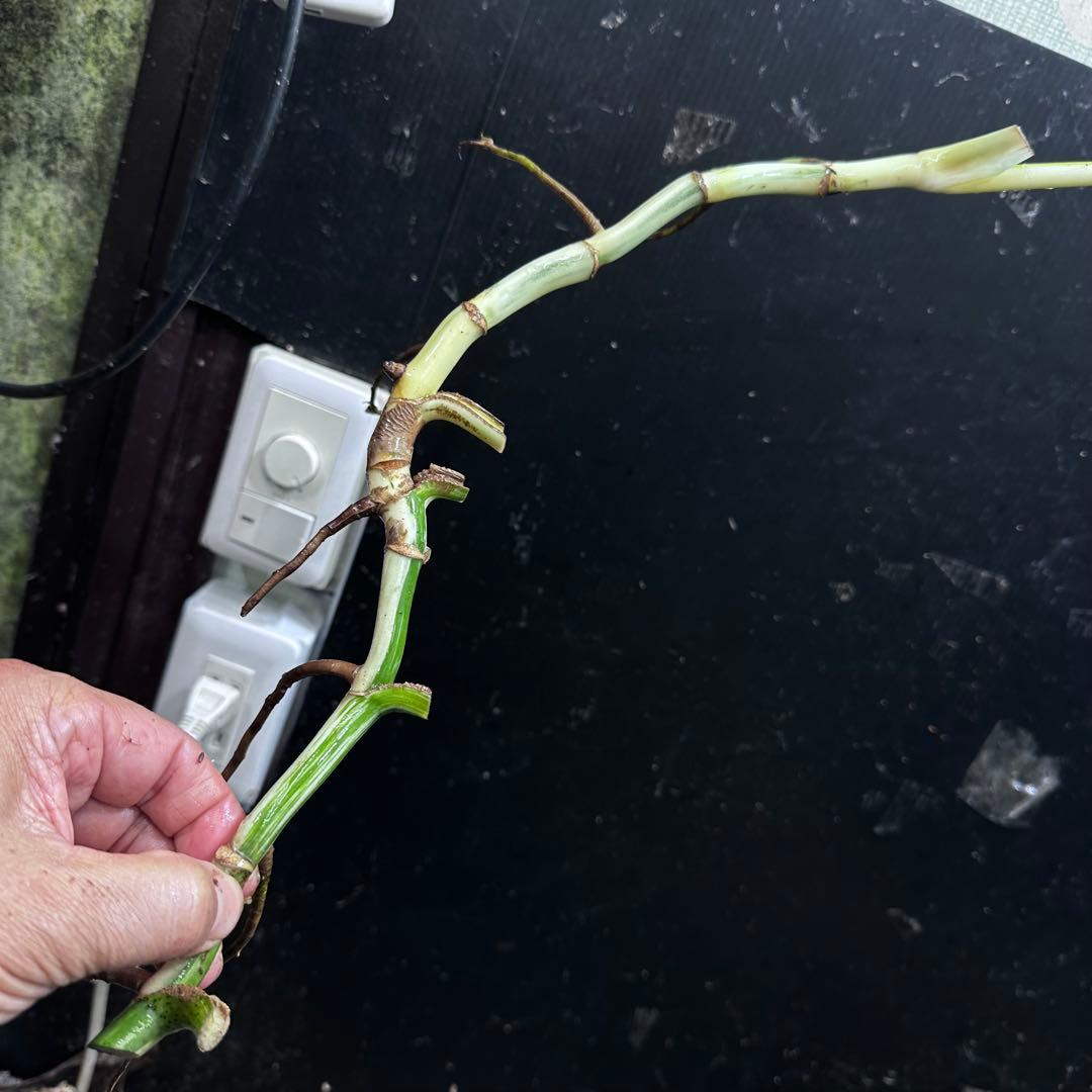 ゴ*ー様 斑入りモンステラホワイトタイガー大茎5株おまとめ