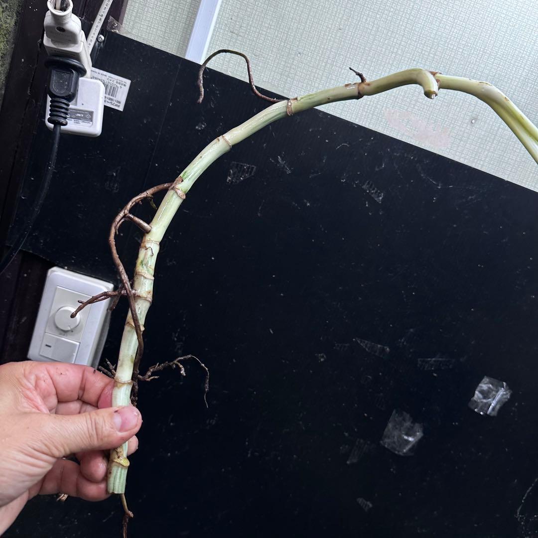 ゴ*ー様 斑入りモンステラホワイトタイガー大茎5株おまとめ