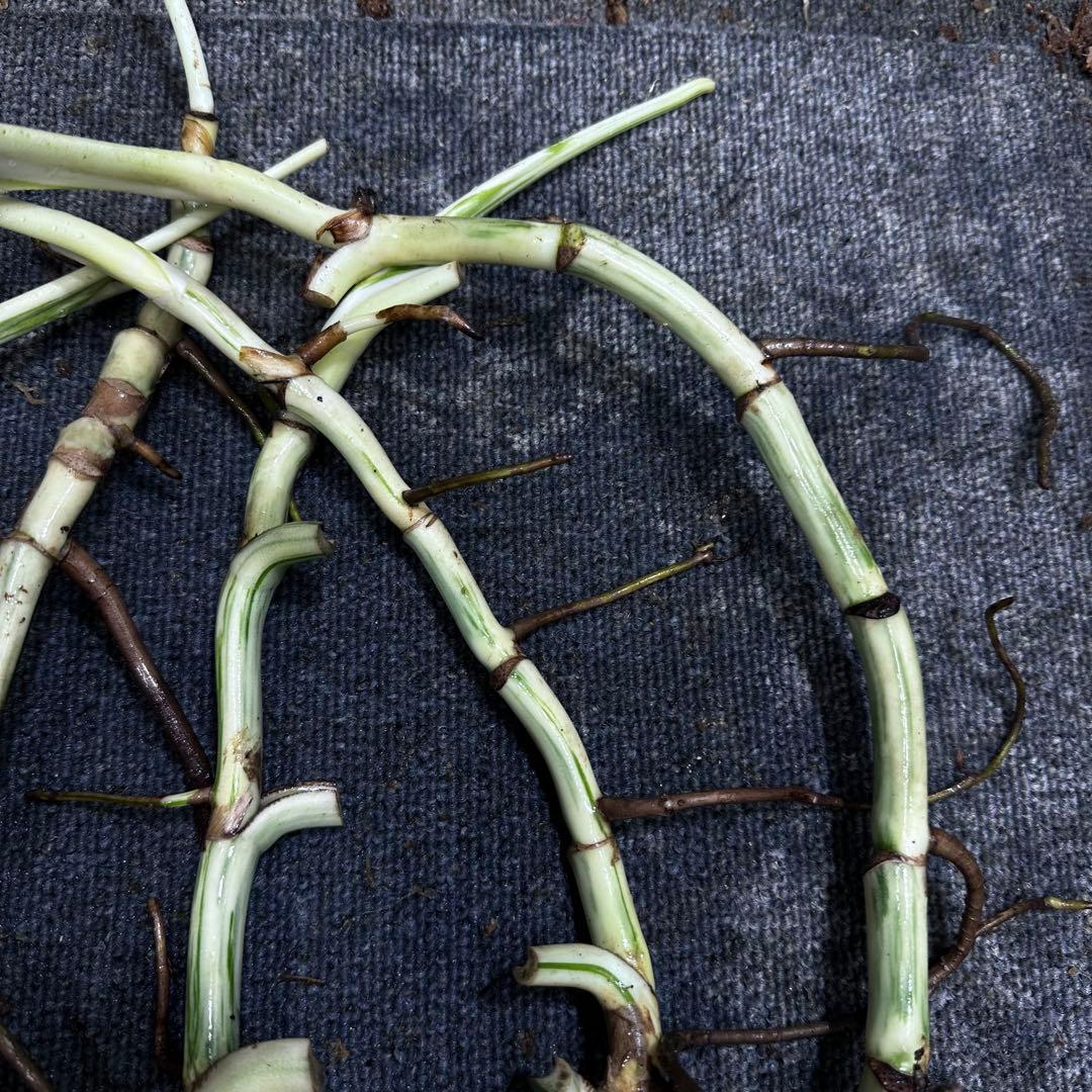 ゴ*ー様 斑入りモンステラホワイトタイガー大茎5株おまとめ