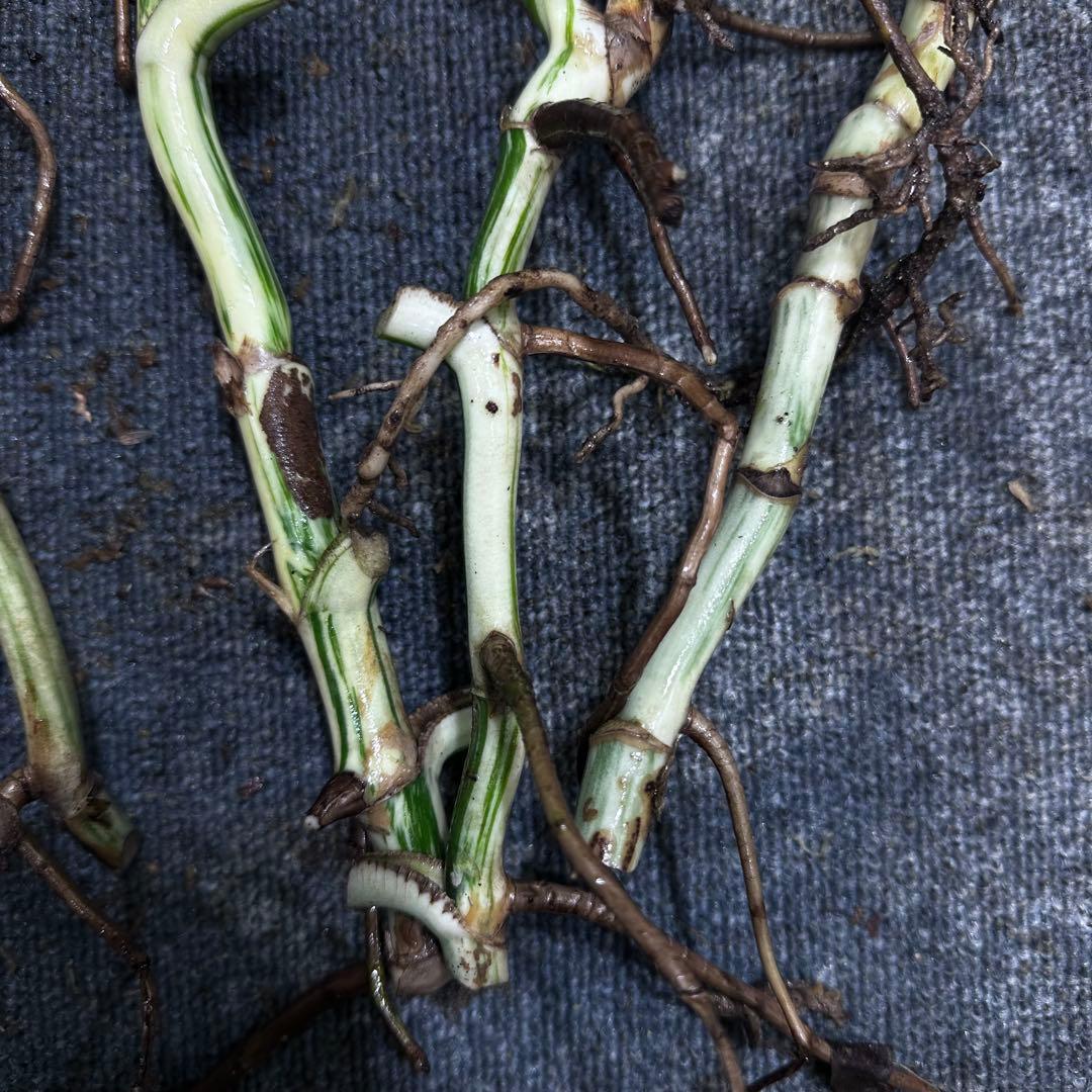 ゴ*ー様 斑入りモンステラホワイトタイガー大茎5株おまとめ