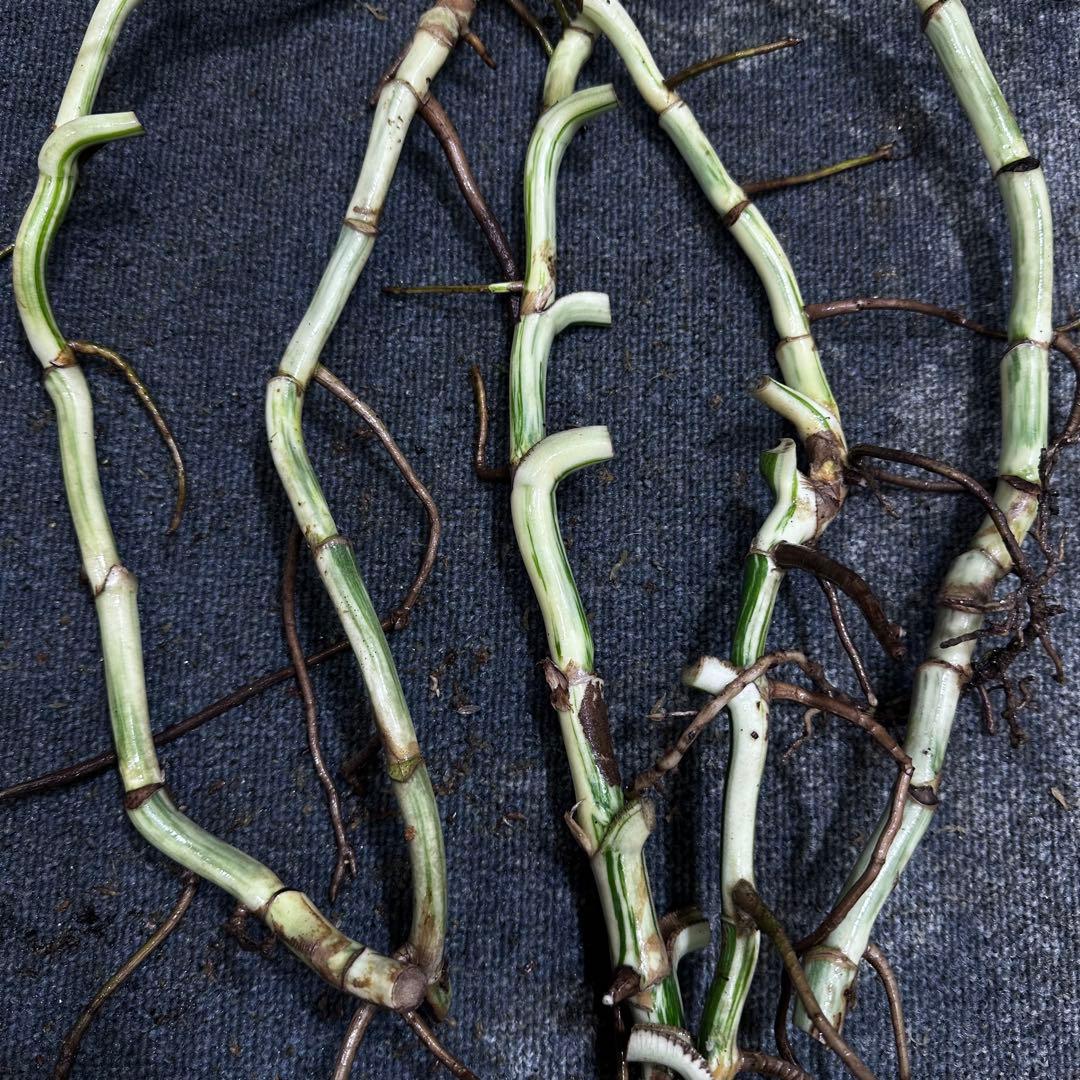 ゴ*ー様 斑入りモンステラホワイトタイガー大茎5株おまとめ