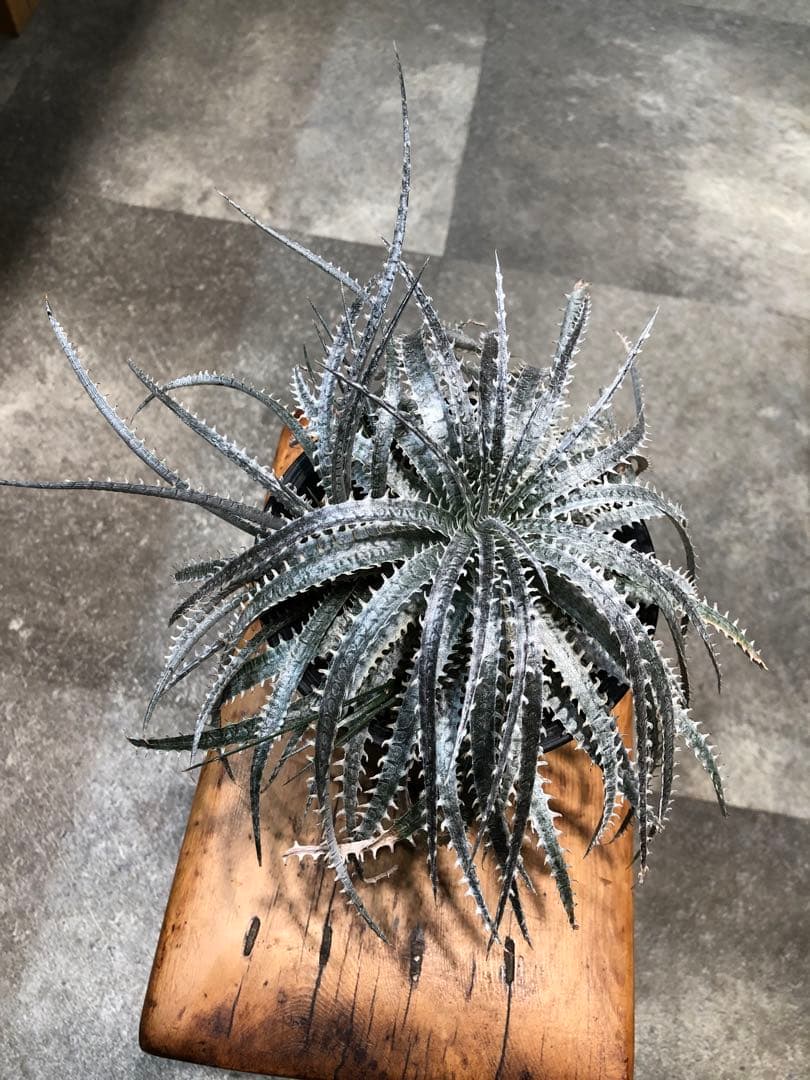 ディッキア・センチピード