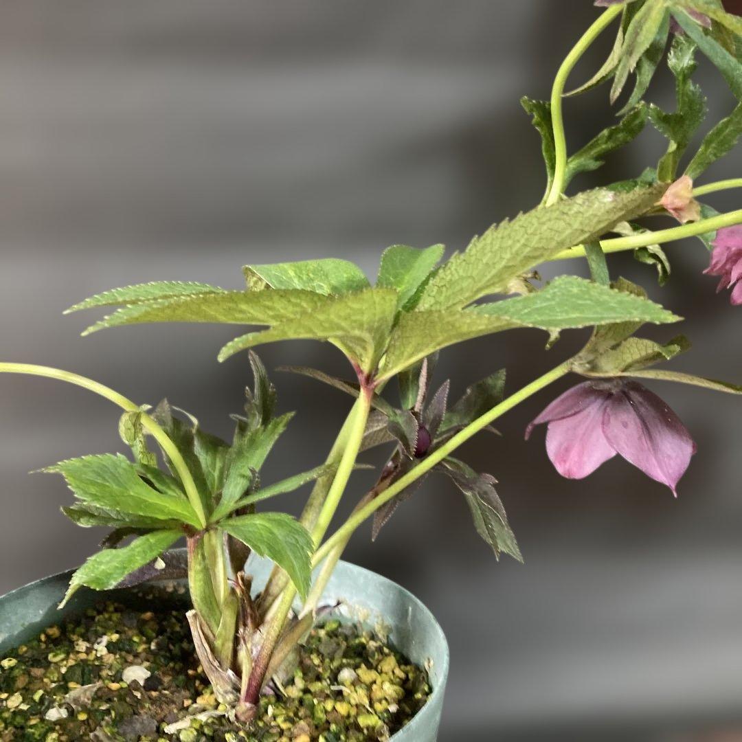 あやパン クリスマスローズ［ 雅 ]鉢花 紫