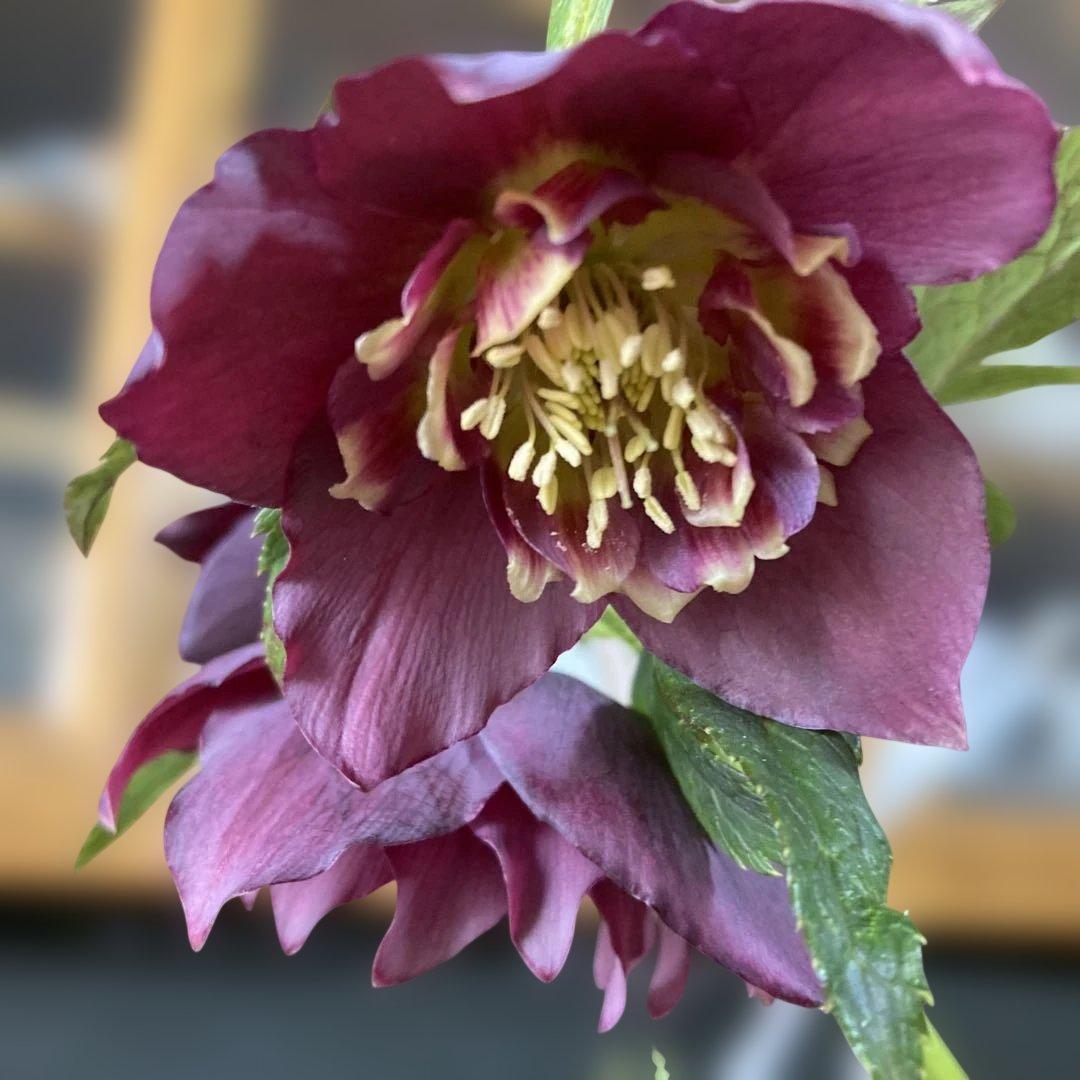 あやパン クリスマスローズ［ 雅 ]鉢花 紫