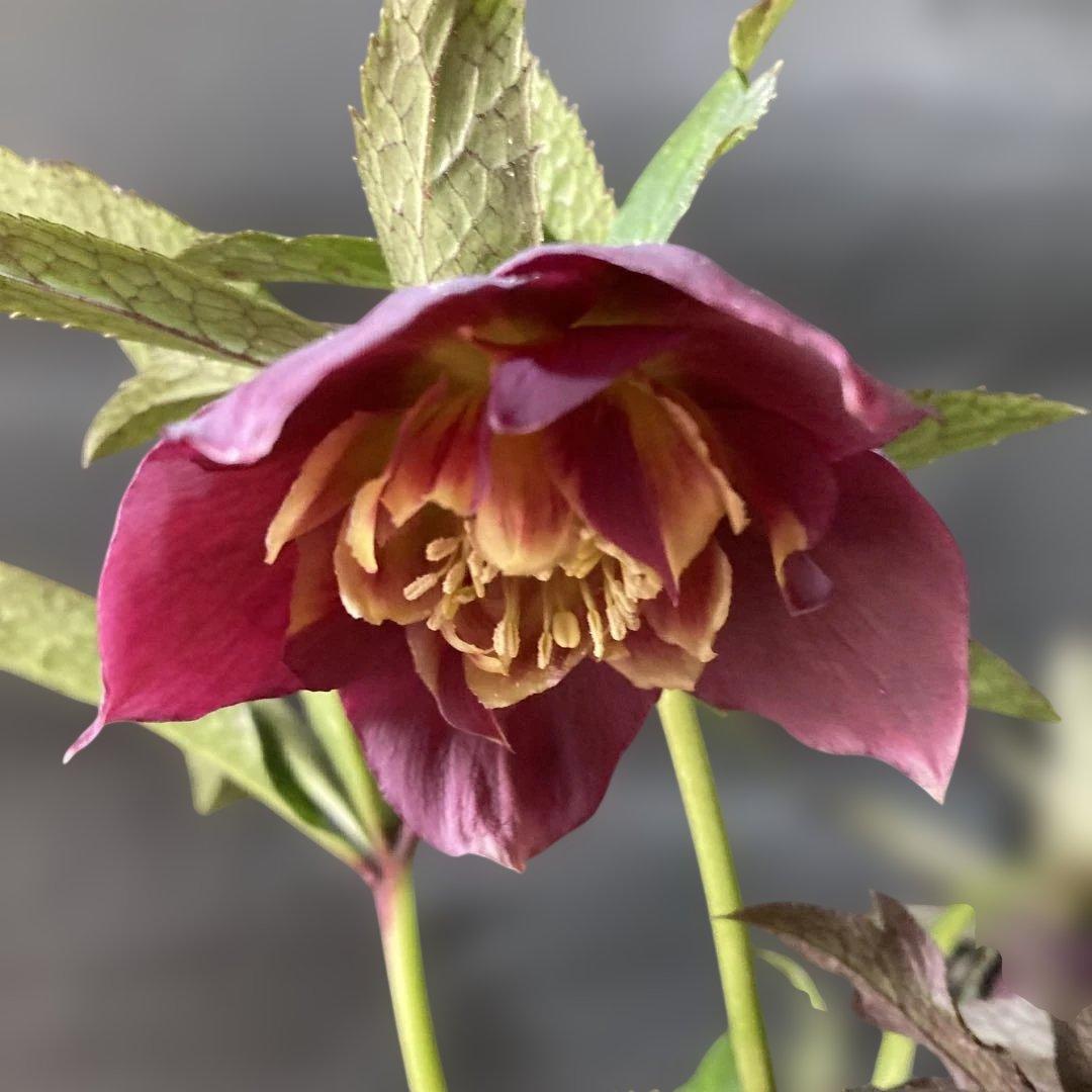 あやパン クリスマスローズ［ 雅 ]鉢花 紫