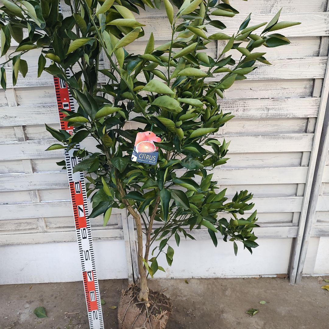 サイダーさま専用 他の方は 買えません ブラッドオレンジ モロ 5年生 大苗