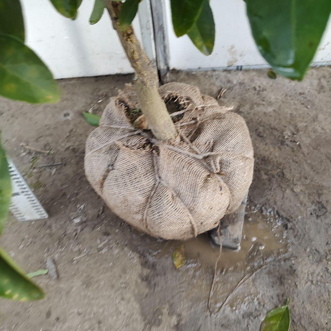 サイダーさま専用 他の方は 買えません ブラッドオレンジ モロ 5年生 大苗