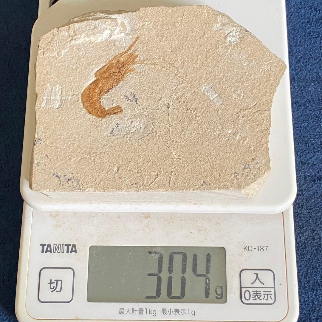 エビの化石 ゾルンフォーフェン産 アントリンポスAntrimpos