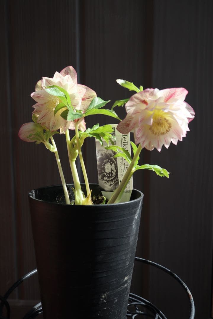 ♡広瀬園芸♡ シャイニングベイン　輝き