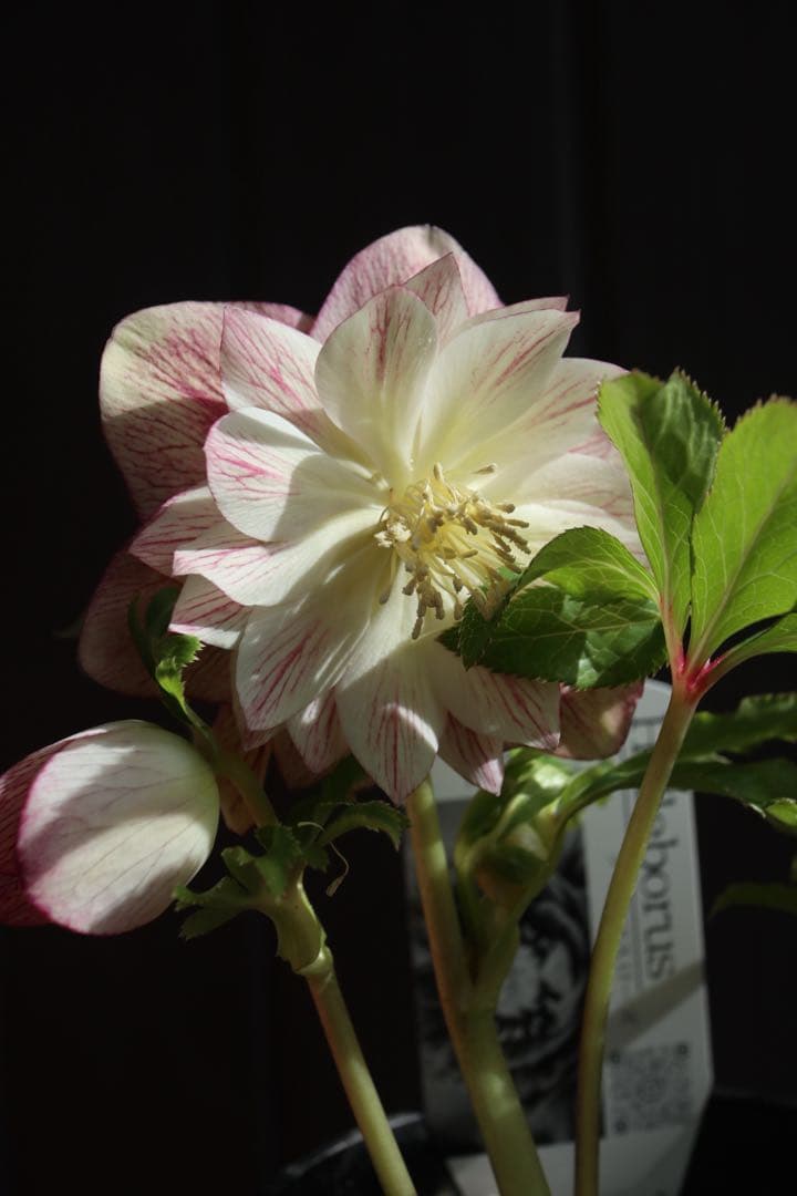 ♡広瀬園芸♡ シャイニングベイン　輝き