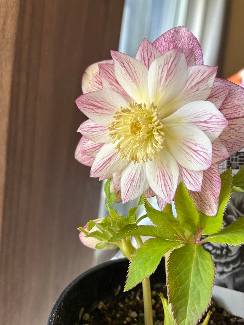 ♡広瀬園芸♡ シャイニングベイン　輝き