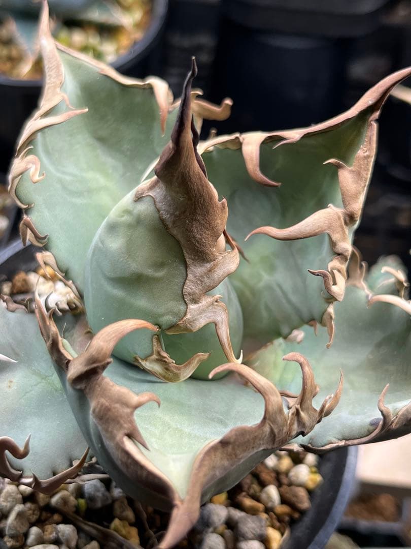 アガベ　オアハカ　オテロイ　現地株　子株