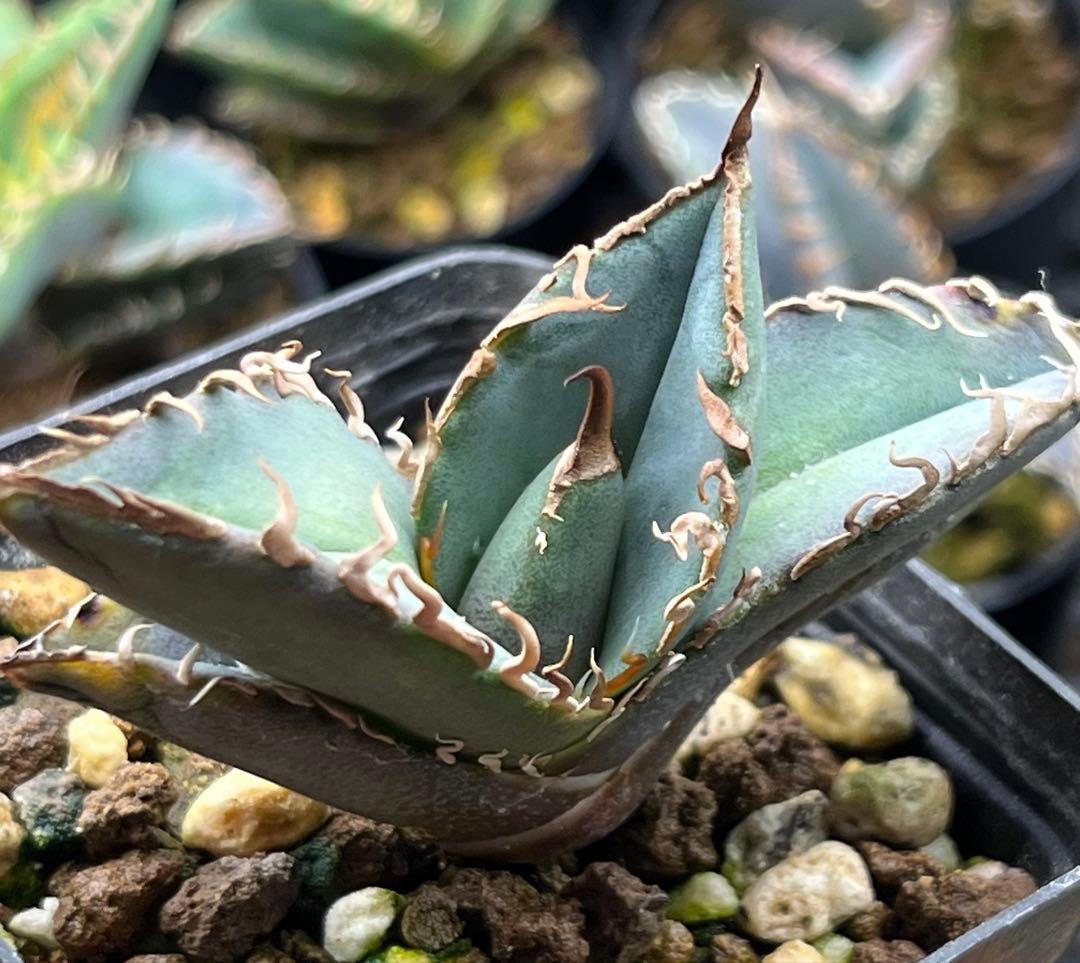 アガベ　オアハカ　オテロイ　現地株　子株