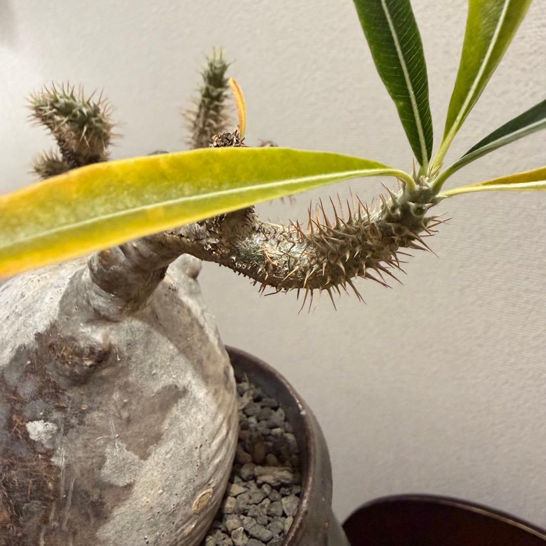 現地球 発根済 パキポディウム グラキリス 塊根幅約10cm 3年管理 姫乃翔太