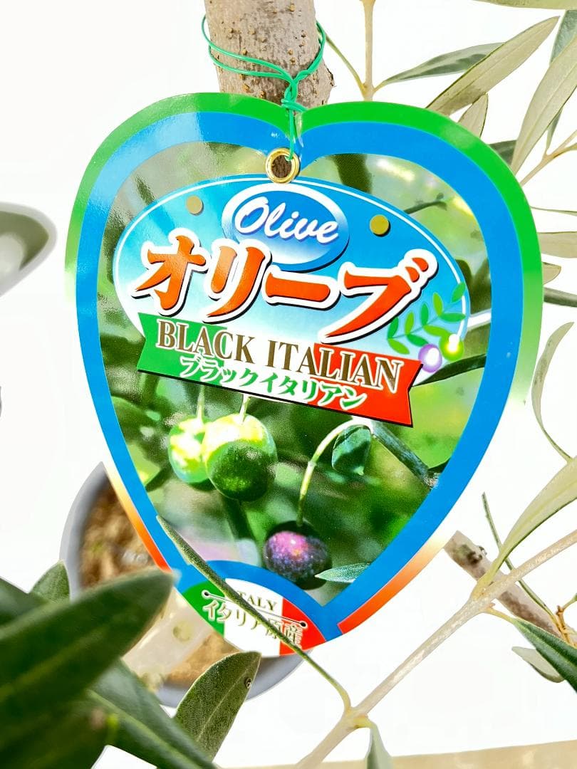 オリーブの木　ブラックイタリアン　7号　約120cm　K-311　希少　現品掲載