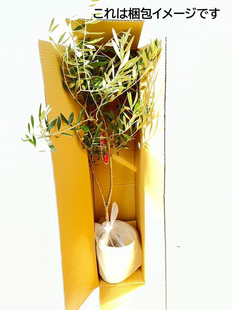 オリーブの木　ブラックイタリアン　7号　約120cm　K-311　希少　現品掲載