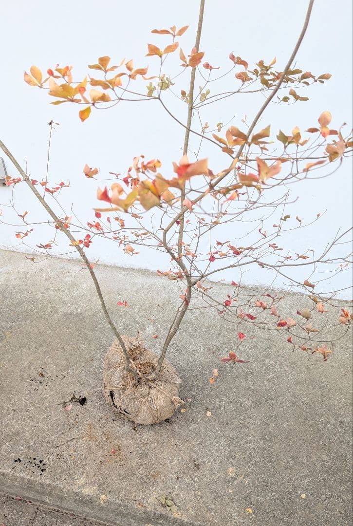 無限の色を。山採りドウダンツツジ。