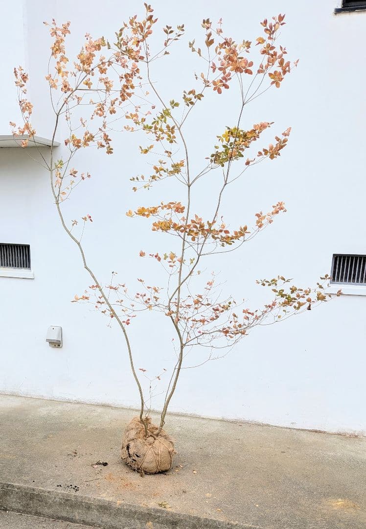 無限の色を。山採りドウダンツツジ。