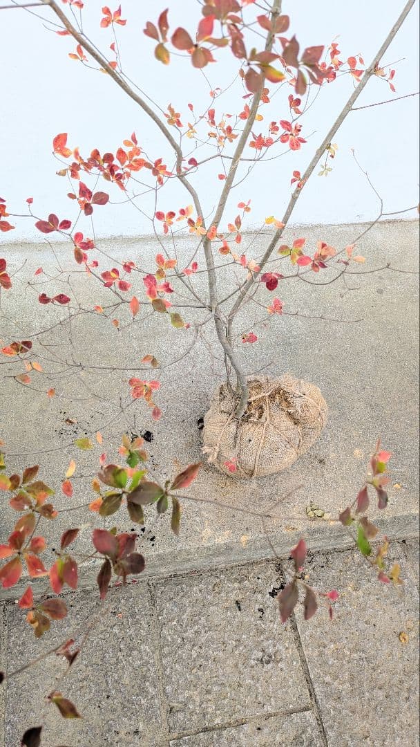 無限の色を。山採りドウダンツツジ。