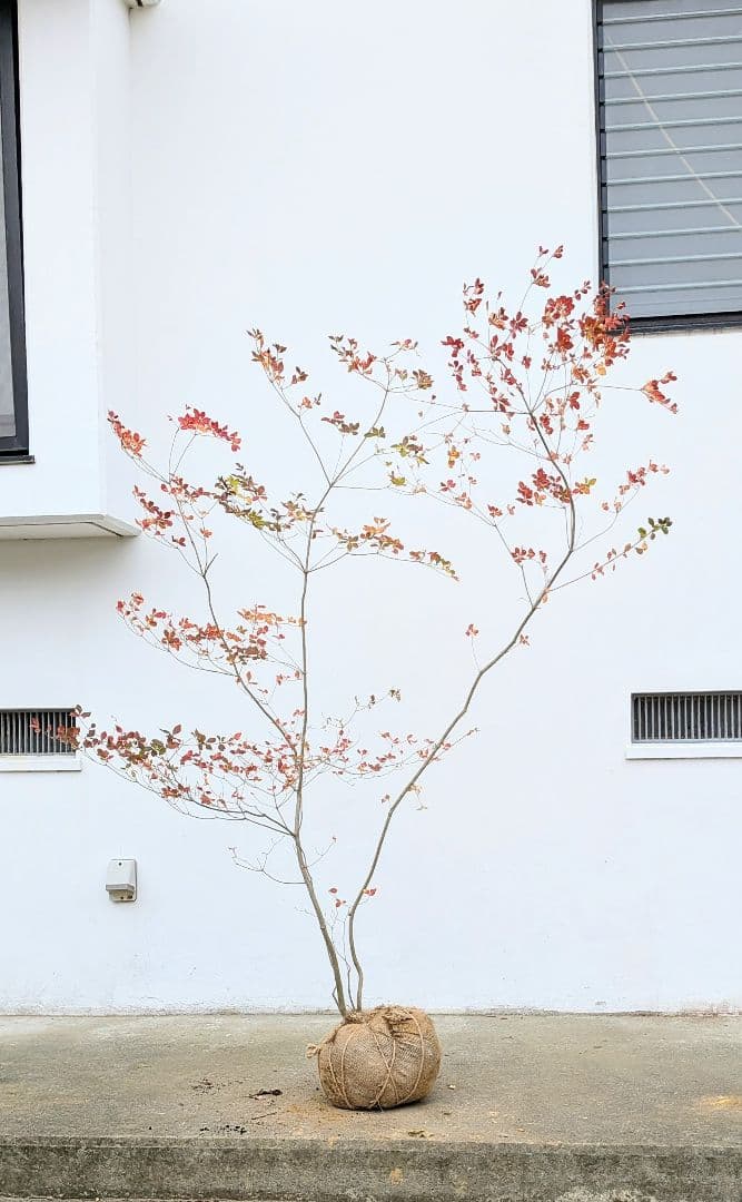 無限の色を。山採りドウダンツツジ。