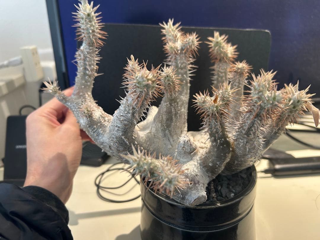 パキポディウム ホロンベンセ