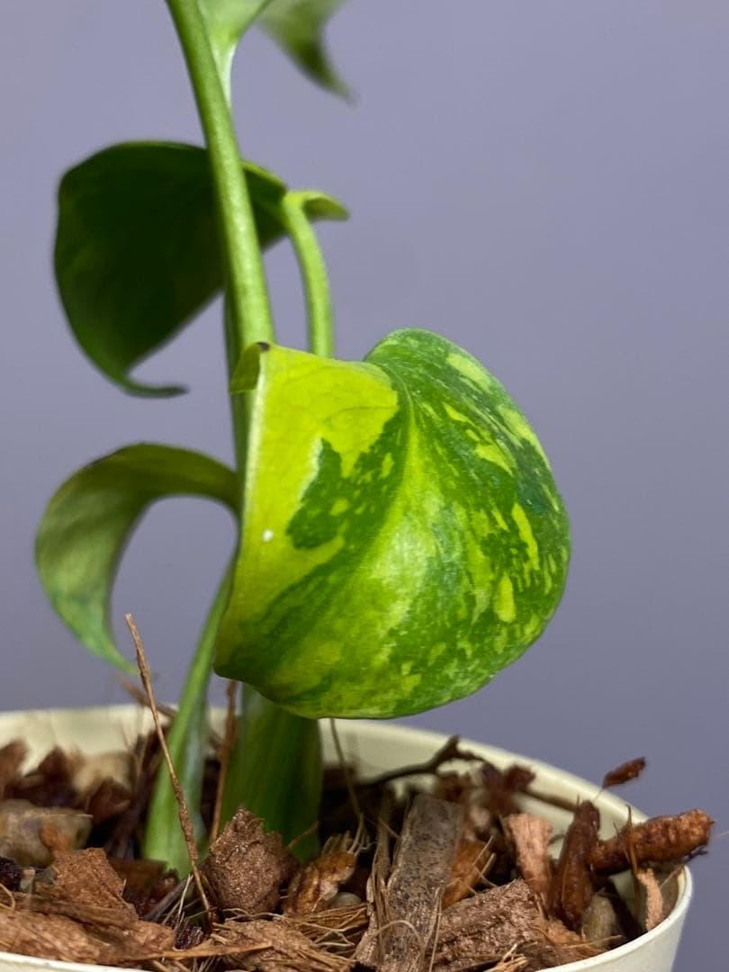 ③【超希少‼️】モンステラ　エレクトロライト　斑入り　レア　人気　メルカリ便
