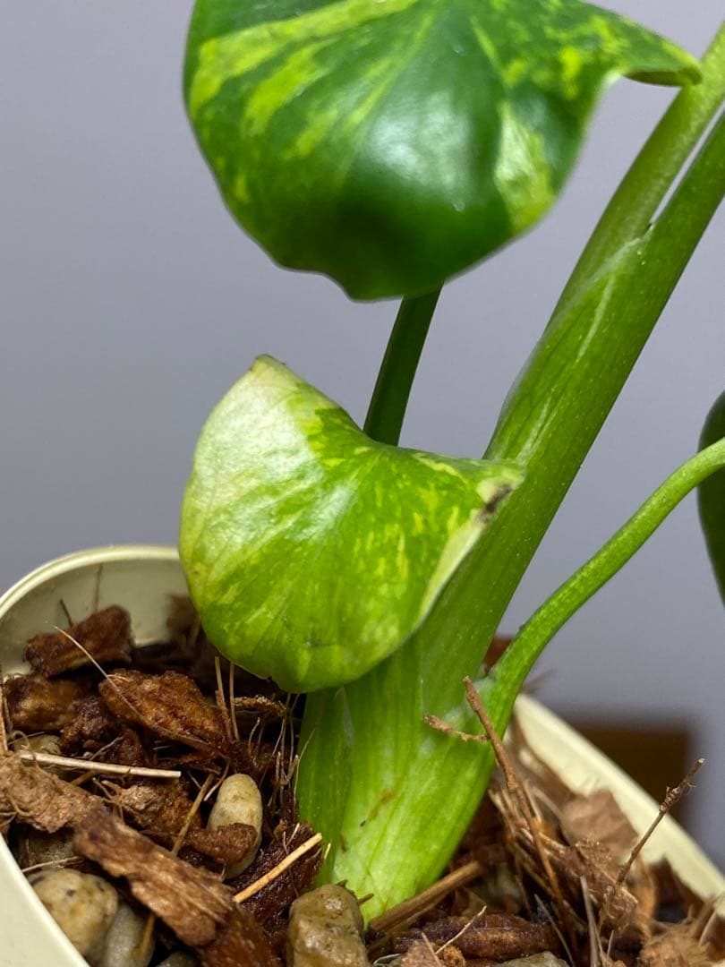 ③【超希少‼️】モンステラ　エレクトロライト　斑入り　レア　人気　メルカリ便