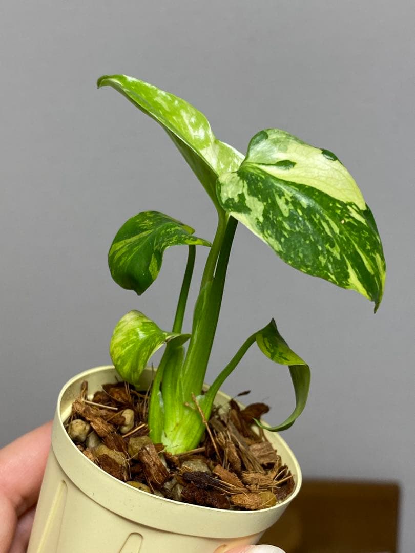 ③【超希少‼️】モンステラ　エレクトロライト　斑入り　レア　人気　メルカリ便