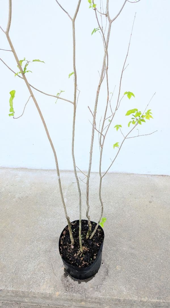 新春特価。山採りアオダモ。