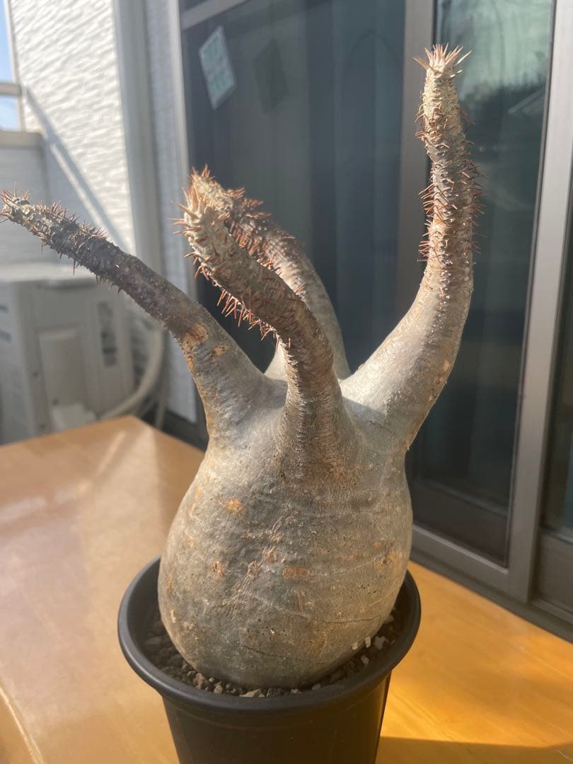 和*田様 パキポディウム　グラキリス　塊根植物　デンシフローラム