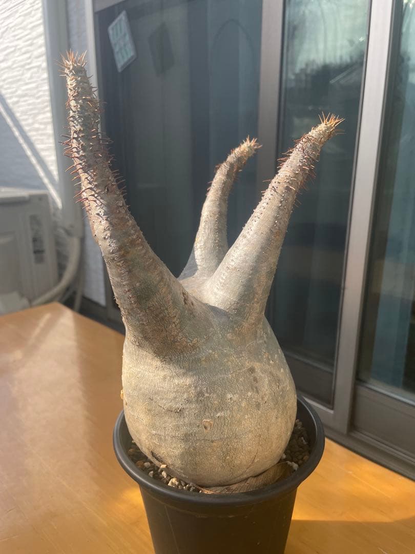 和*田様 パキポディウム　グラキリス　塊根植物　デンシフローラム