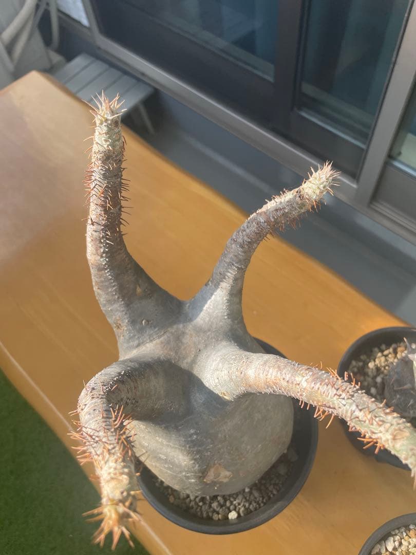 和*田様 パキポディウム　グラキリス　塊根植物　デンシフローラム